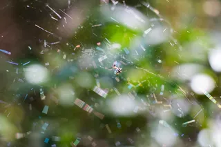 蜘蛛，蜘蛛网，博卡，绿色，自然，昆虫，蛛形纲，闪亮