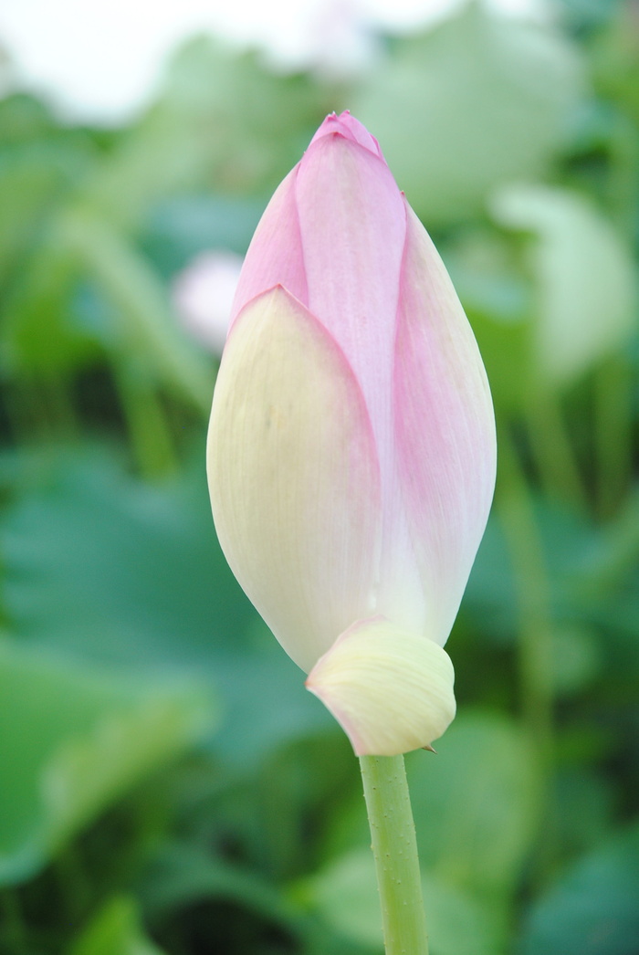 茧，芽，莲花，日本，花，植物，自然，莲花