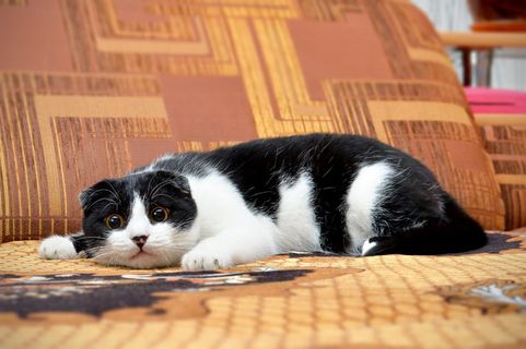 猫，躺着，睡觉，打猎，小猫，黄眼猫，家养，哺乳动物