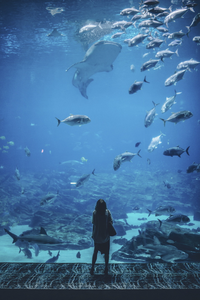 自然，水，人，女人，漫游，独自，水族馆，鱼