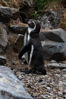 企鹅、动物、压裂、自然、黑白、鸟、水、动物主题