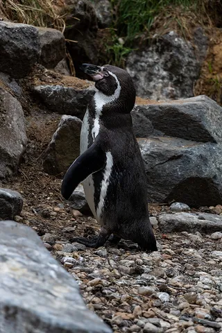 企鹅、动物、压裂、自然、黑白、鸟、水、动物主题