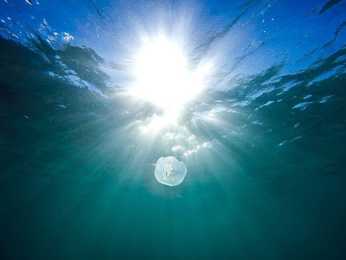 自然，水，海洋，海洋，海洋，生命，水母，漂浮物