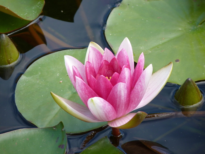 粉红色，莲花，百合荚，身体，水，睡莲，水生植物，花