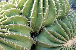 植物，野生，自然，多刺，串，仙人掌，沙漠植物，绿色