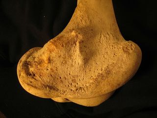 骨头，股骨，骨骼，解剖学，牛，腿，食物，面包