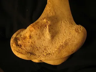 骨头，股骨，骨骼，解剖学，牛，腿，食物，面包