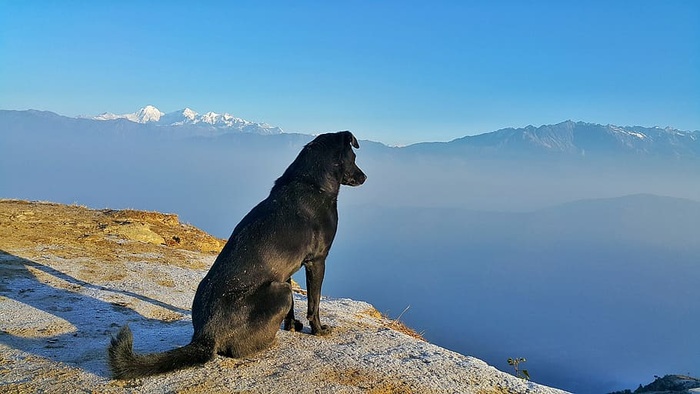 成年马略卡牧羊犬，坐姿，悬崖，风景，狗，户外，宠物，旅行