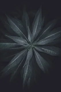 绿叶植物俯视图 绿叶植物俯视图