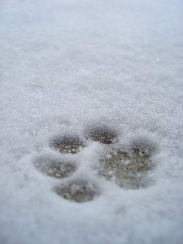 宠物脚印，雪，印记，爪子印，印，爪子，狗，冬天