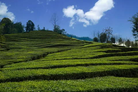 茶园,宜昌,五峰,农业,农场,景观,田地,作物 茶园,宜昌,五峰,农业,农场,景观,田地,作物