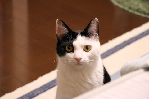 猫，动物，可爱，动物，宠物，凯蒂猫，短发，美泽