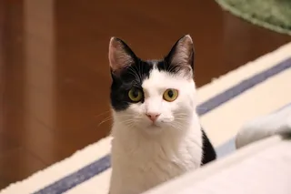 猫，动物，可爱，动物，宠物，凯蒂猫，短发，美泽