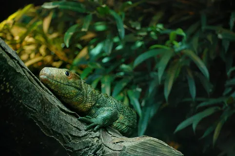动物,动物园,蜥蜴,爬行动物,鬣蜥,爬行动物,动物主题,野生动物 动物,动物园,蜥蜴,爬行动物,鬣蜥,爬行动物,动物主题,野生动物