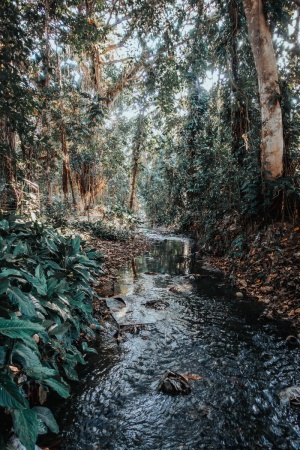 树间河流