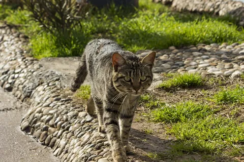 猫,自然,动物,户外,一只动物,猫,动物主题,动物 猫,自然,动物,户外,一只动物,猫,动物主题,动物