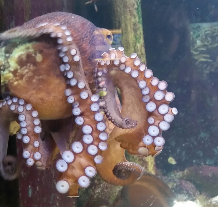 鱿鱼，动物园，水族馆，吮吸，水下，水，鱼，动物