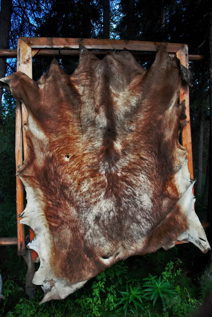 皮毛，动物，死亡，哺乳动物，自然，动物主题，家畜，一种动物