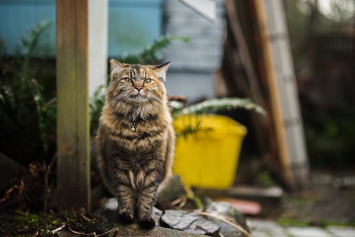 猫，动物，小猫，可爱，胡须，家猫，家猫，猫