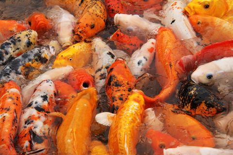 鱼，五颜六色，美丽，锦鲤，湖，池塘，锦鲤鱼，鱼