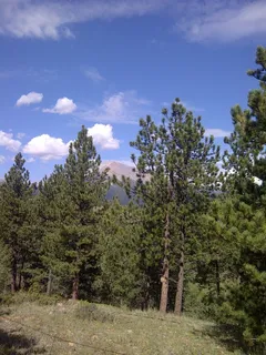 森林，森林丁门渡口，树木，植物，树木，天空，云天，自然之美