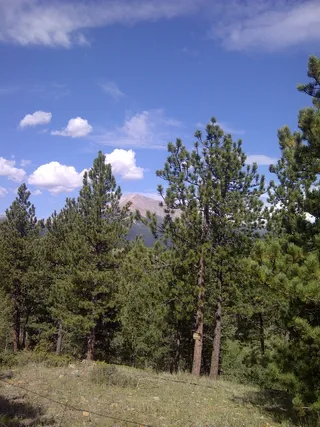 森林，森林丁门渡口，树木，植物，树木，天空，云天，自然之美