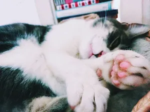 美国，旧金山，毛茸茸的，可爱的，粉红色的，猫，爪子，小猫