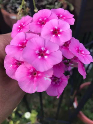 福禄考，花，开花，开花，花园，植物，开花，花园福禄考