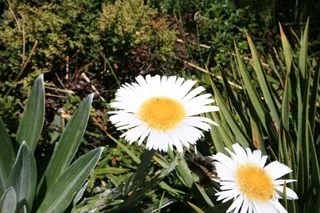 雏菊，花朵，花朵，花朵，黄色，新鲜，草地，草