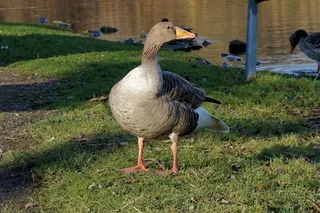 鸟，动物，雁，自然，鹅，水鸟，家禽，草