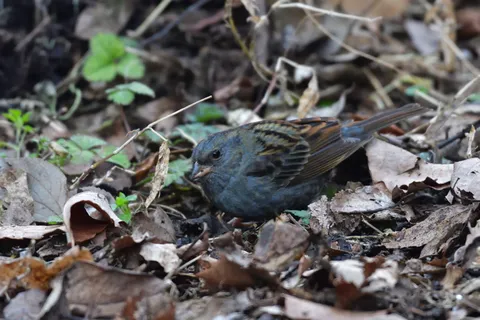 自然，野生动物，户外，鸟类，动物，点击下载，动物主题，野生动物