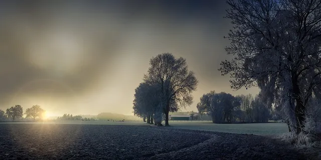 绿色，树木照片，日落，黎明，雾，自然，树木，景观