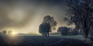 绿色，树木照片，日落，黎明，雾，自然，树木，景观