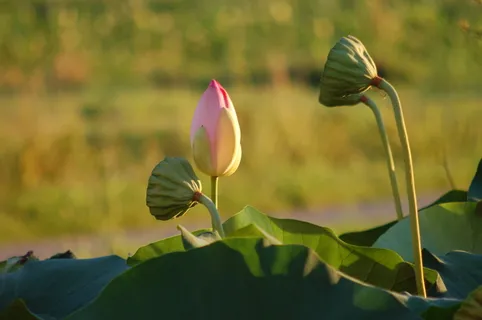 花瓣,莲花,自然,夏天,花瓣,花,植物,自然之美 花瓣,莲花,自然,夏天,花瓣,花,植物,自然之美