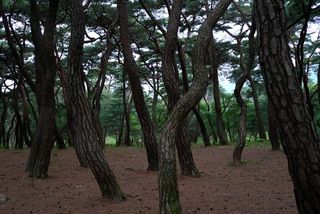 木材、风景、自然、公园、森林、森林路、*和thu