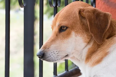 狗,小狗,可以,最好的朋友,布朗,无条件,友善,友谊 狗,小狗,可以,最好的朋友,布朗,无条件,友善,友谊