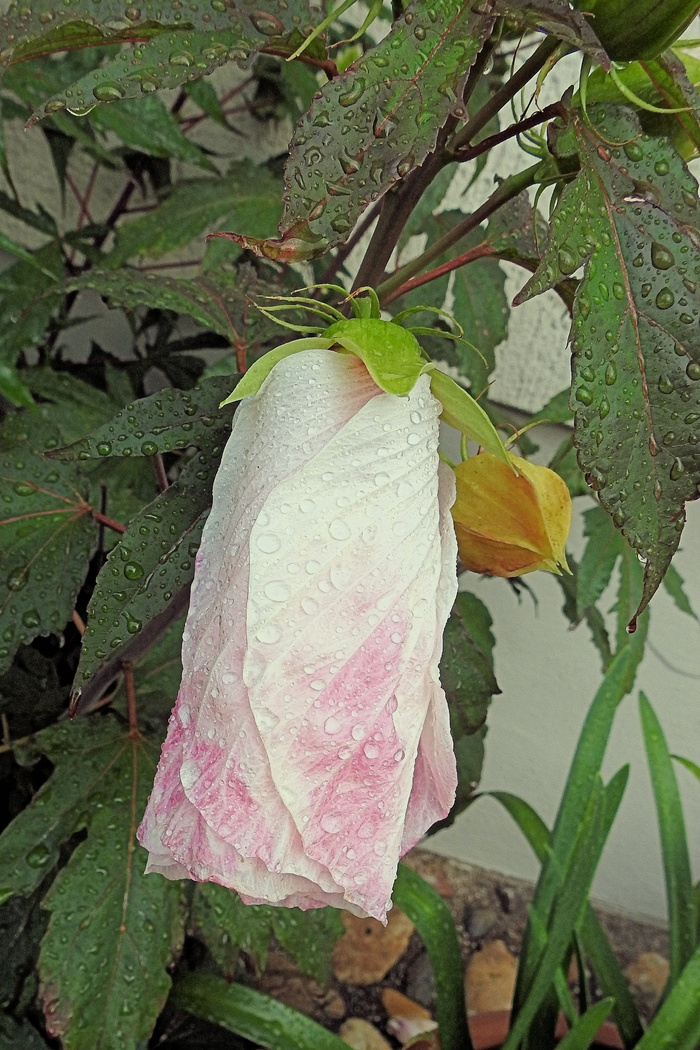 巨，芙蓉，雨滴，巨芙蓉，雨，花，花，芙蓉花