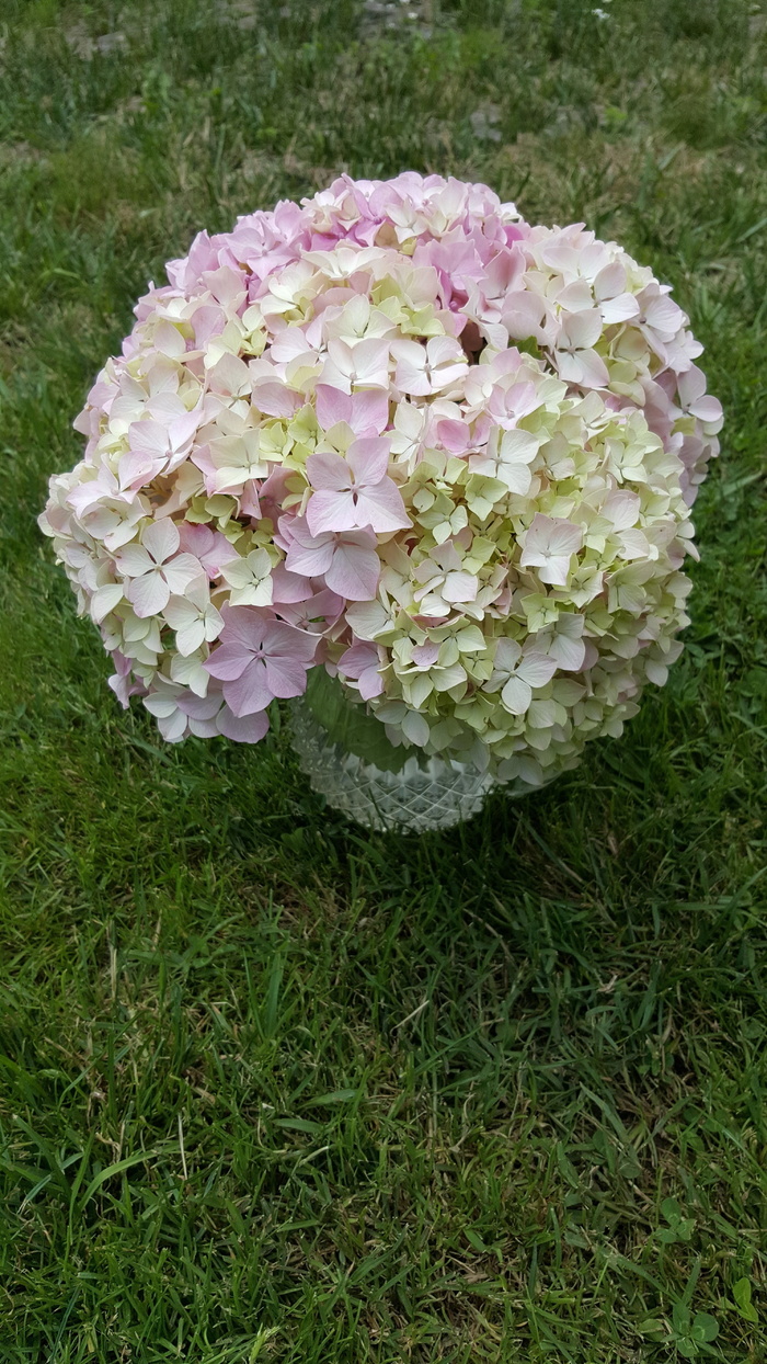 牛蒡，车前草，花，植物，自然之美，草，开花植物