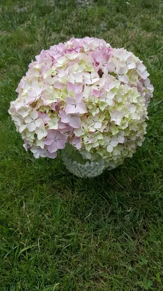 牛蒡，车前草，花，植物，自然之美，草，开花植物