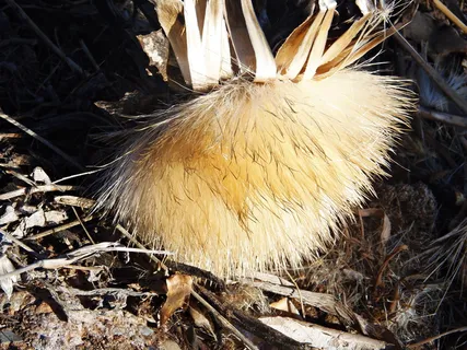 蓟，干蓟，日落，宏，草本植物，秋天，雌蕊，干