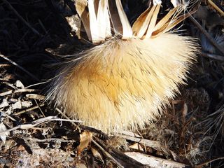 蓟，干蓟，日落，宏，草本植物，秋天，雌蕊，干