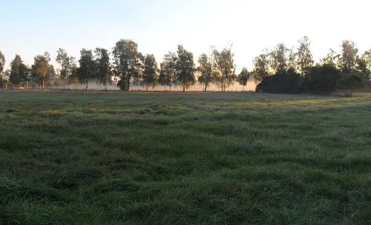 树木、雾、morgenrot、草地、草、植物、树木、土地