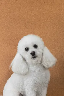 狗，狗，单一动物，家养，动物主题，宠物，家养动物，哺乳动物