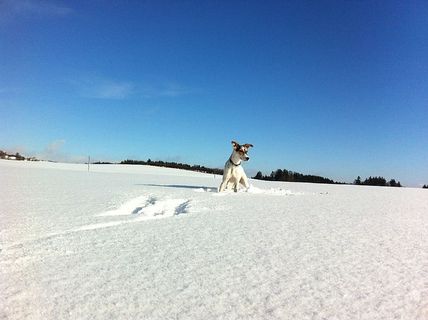 奥地利，雪，冬天，寒冷的温度，宠物，一种动物，哺乳动物，家养