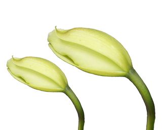 花朵、按钮、背景、白色、页面、环境、自然、植被