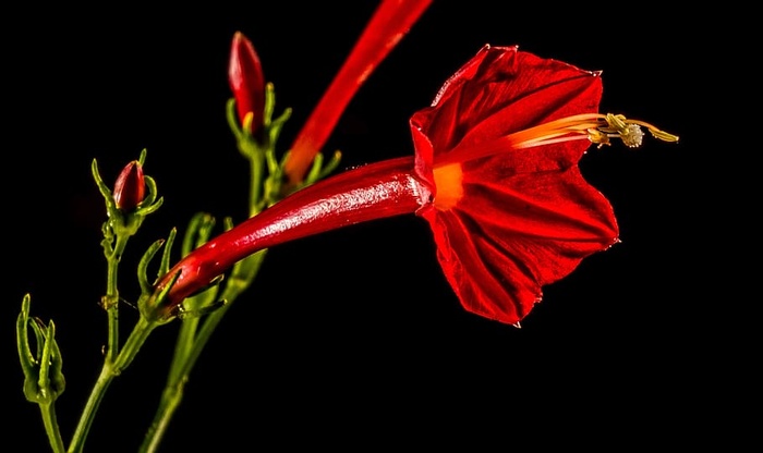 小，花，花，兰科，近，小花，花，红色，黑色背景