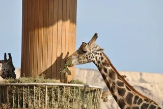 长颈鹿，狩猎，非洲，南非，毛发，斑点，动物，大草原