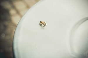 动物、蜜蜂、模糊、特写、昆虫、灯光、微距、平板