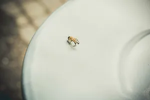 动物、蜜蜂、模糊、特写、昆虫、灯光、微距、平板
