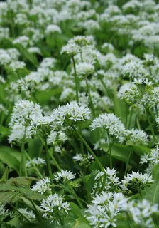 葱、花、白、天然、葱、秋、洋葱、葱